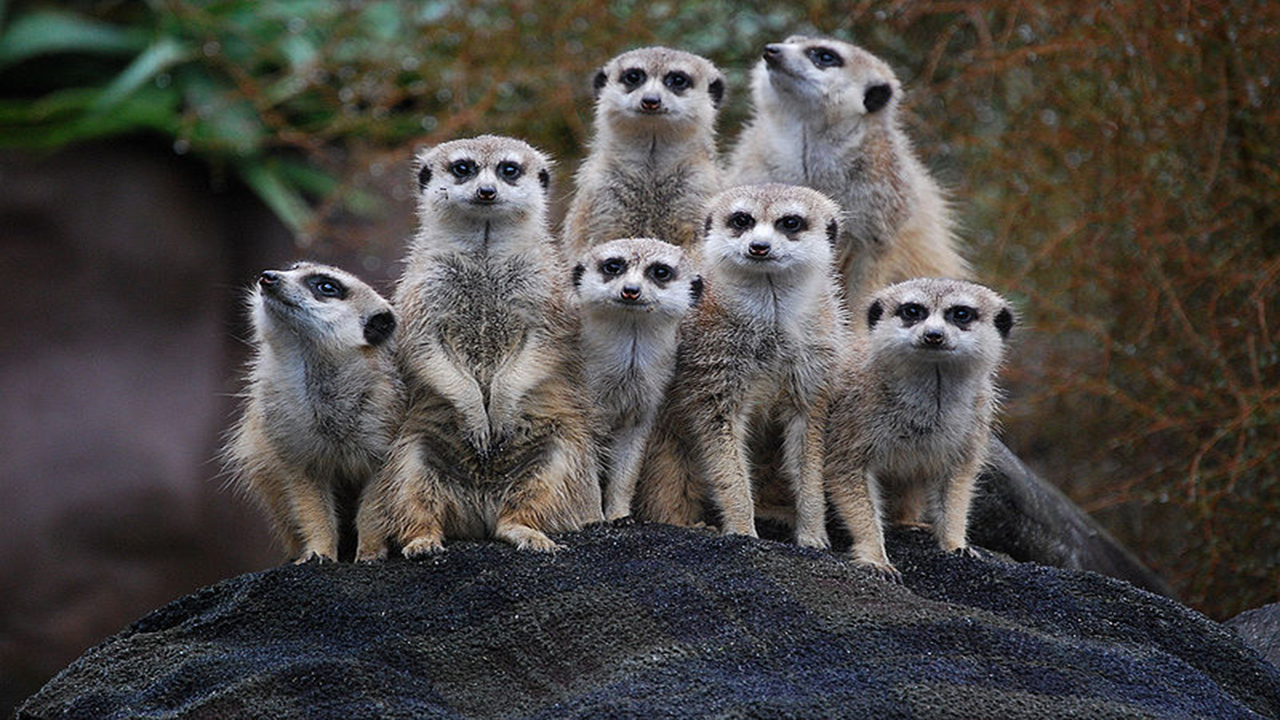 Auckland_Zoo_Meerkats