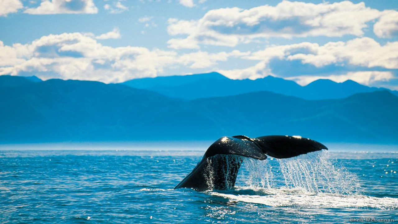 kaikoura-whale-watch